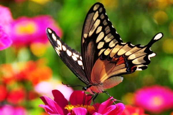 Эффект бабочки в духовной практике
